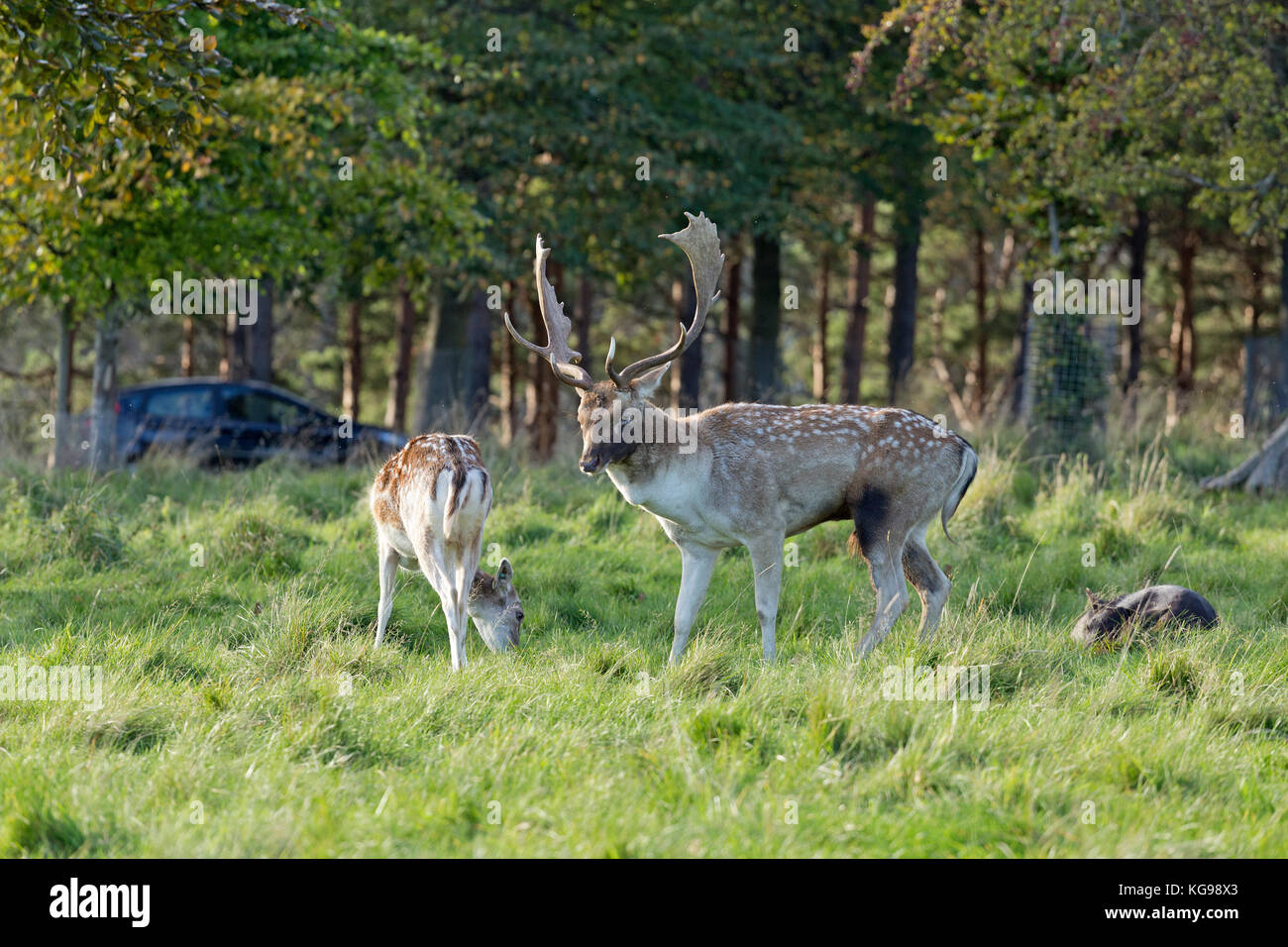 Damwild (Dama Dama) und Autos im Phoenix Park, Dublin, Irland Stockfoto