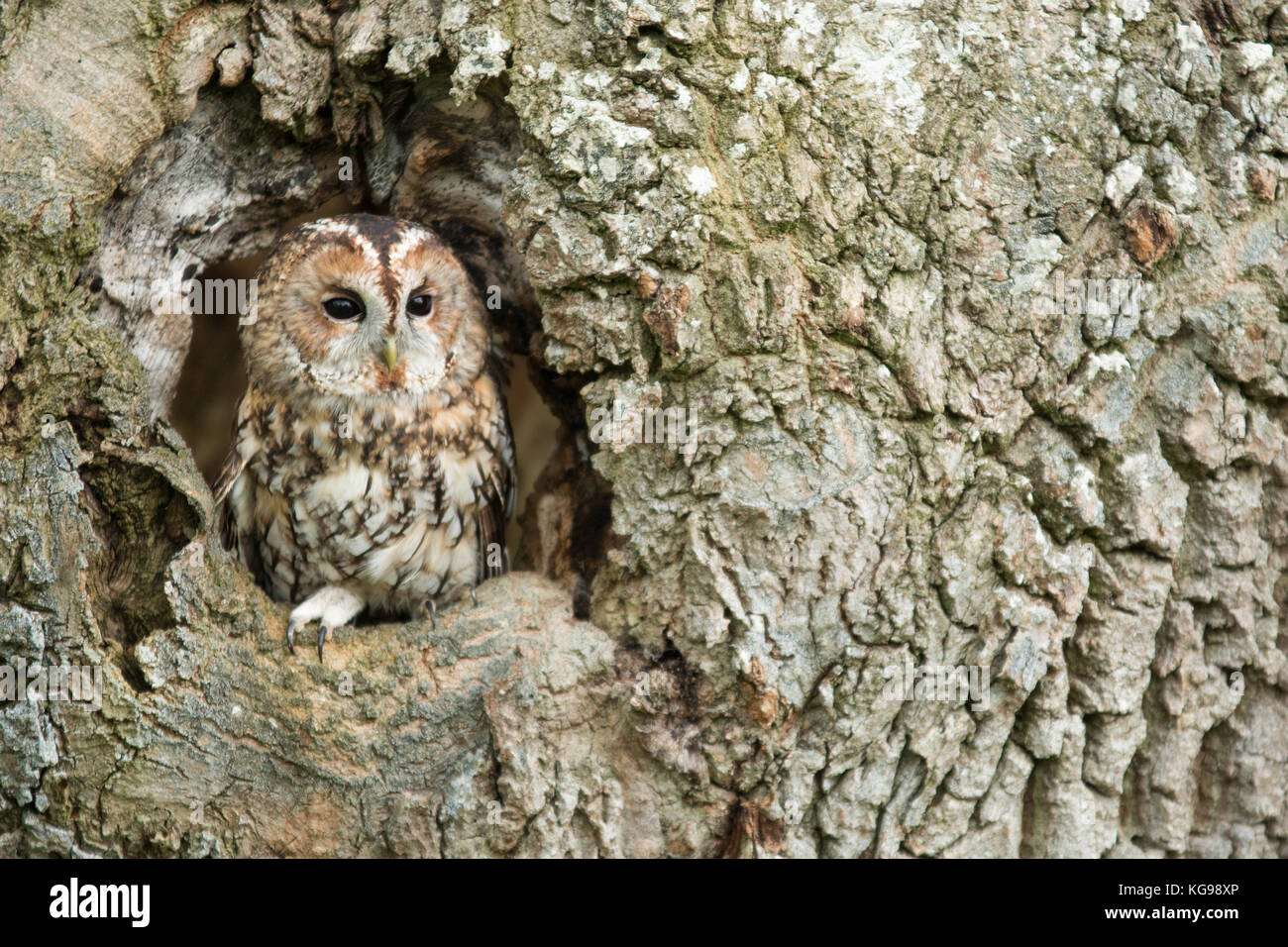 Ein Waldkauz thront in einem Loch in der Seite eines großen Baum Stockfoto