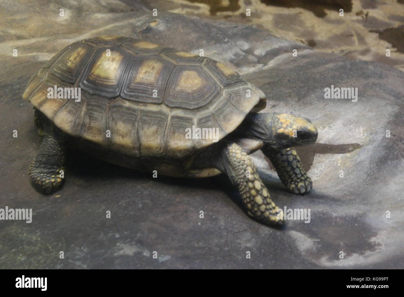 Im Zoo im Süden von New Jersey Stockfoto