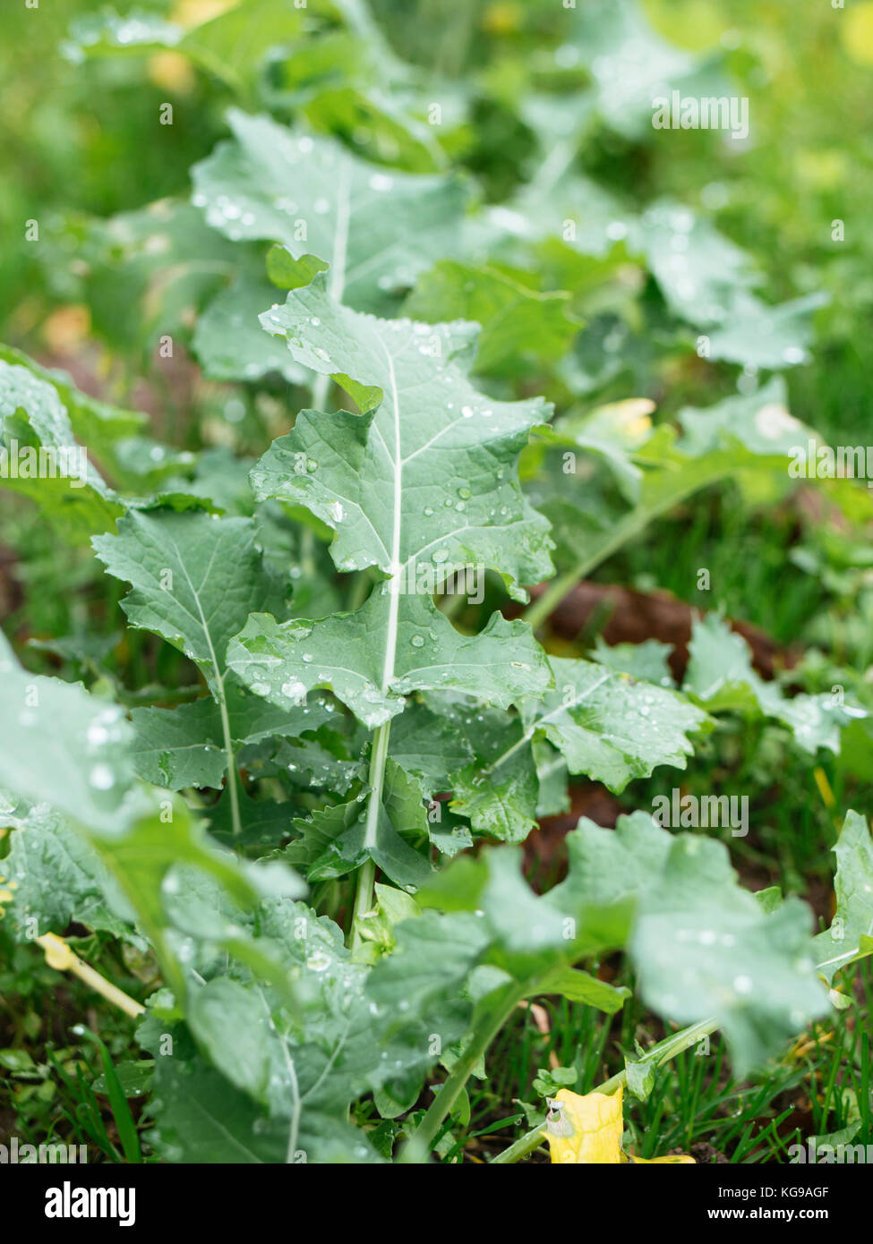Traditionelle deutsche Collard Greens genannt Bremer Scheerkohl wächst in einem Gemüsegarten. Stockfoto
