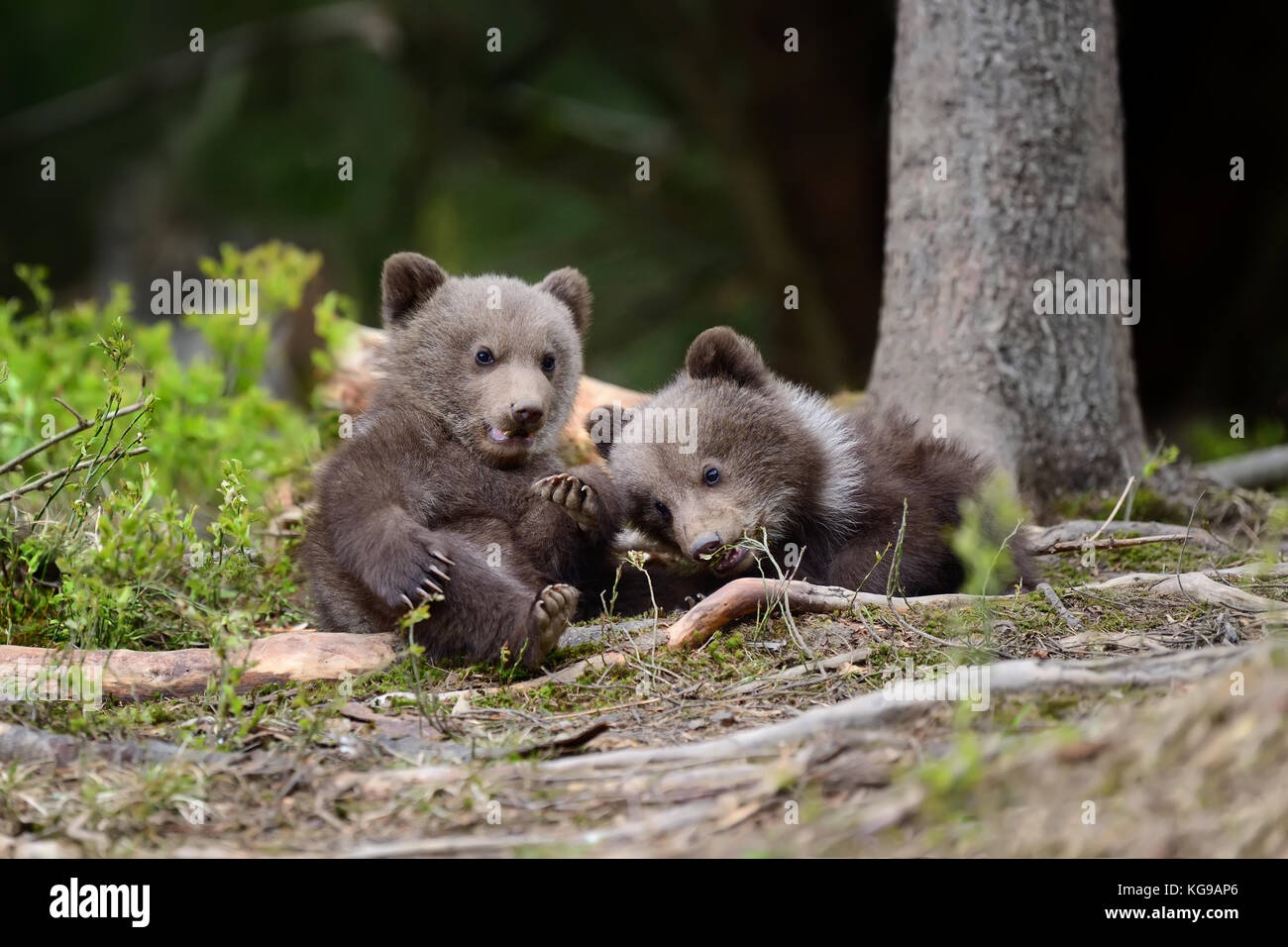 Junge Braunbären im Wald. Portrait von Braunbär. Tier in der Natur Lebensraum. Cub von Braunbär ohne Mutter. Stockfoto