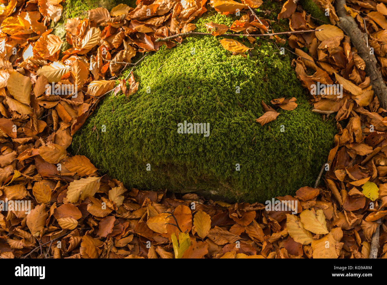 Herbstliche Farben, abgefallene Blätter auf einem Waldspaziergang neben wynlass Beck bis zum See in der Nähe Bowness Windermere, Cumbria, England, Grossbritannien fließende Stockfoto