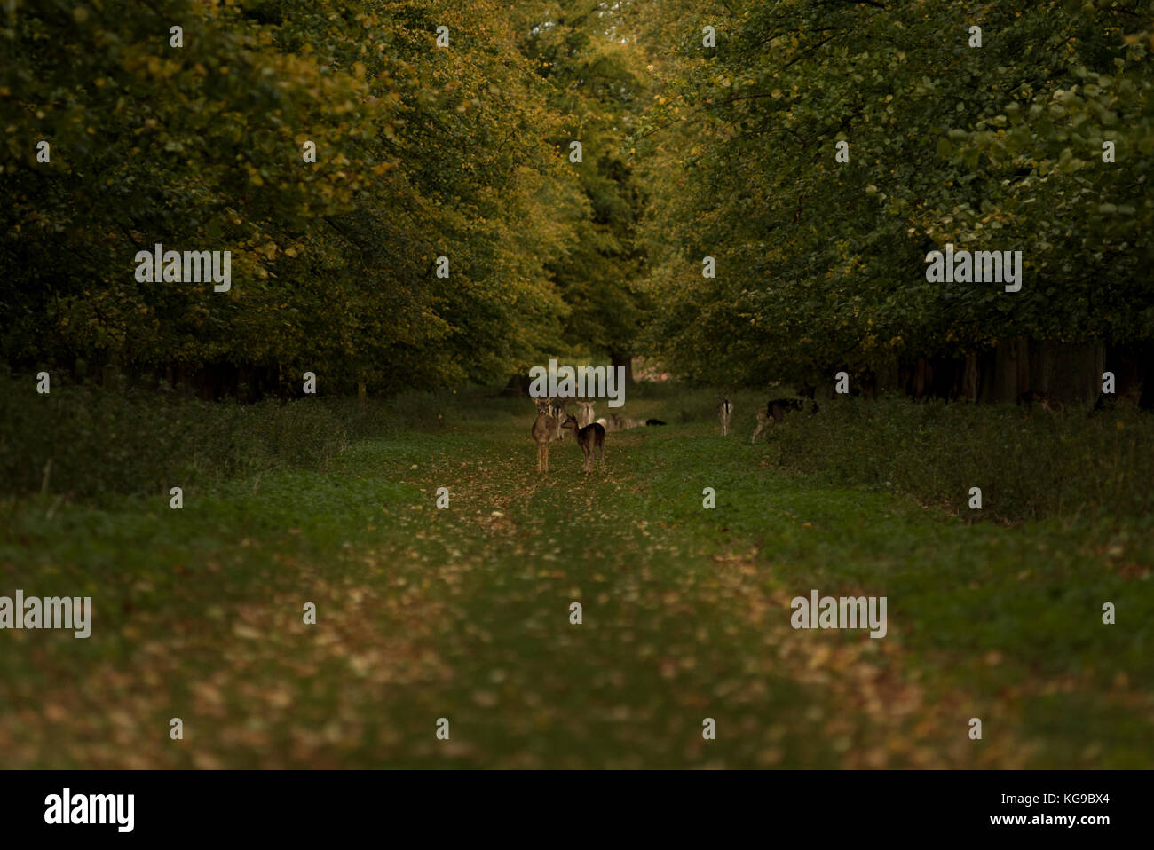 Eine Herde von damwild versammelten sich in - zwischen zwei Herbst farbige Baum Linien. Stockfoto