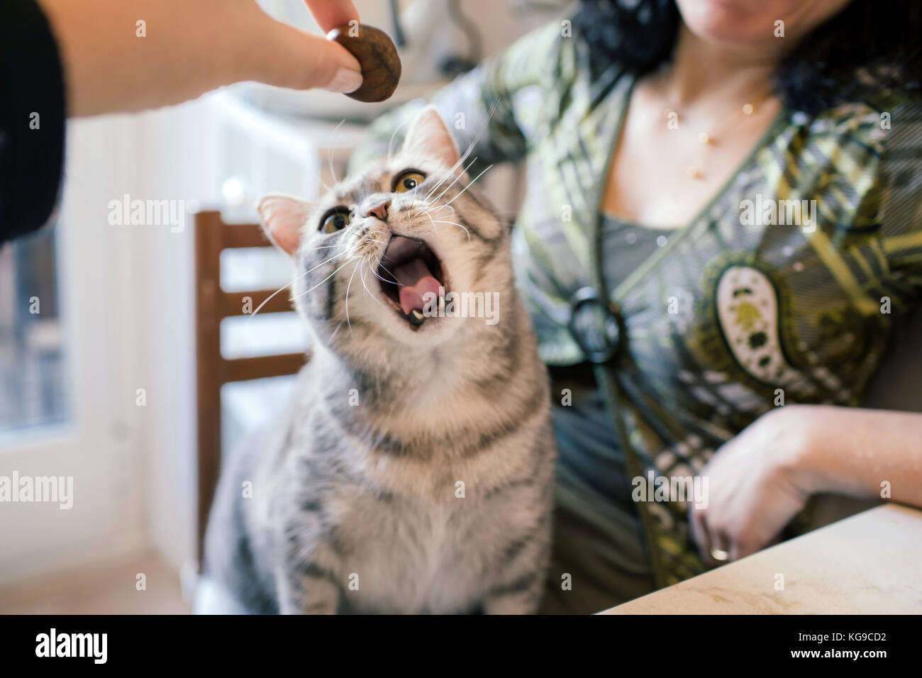 Süße Katze gähnt, während eine Hand mit einem Kastanie mit zu spielen. Stockfoto
