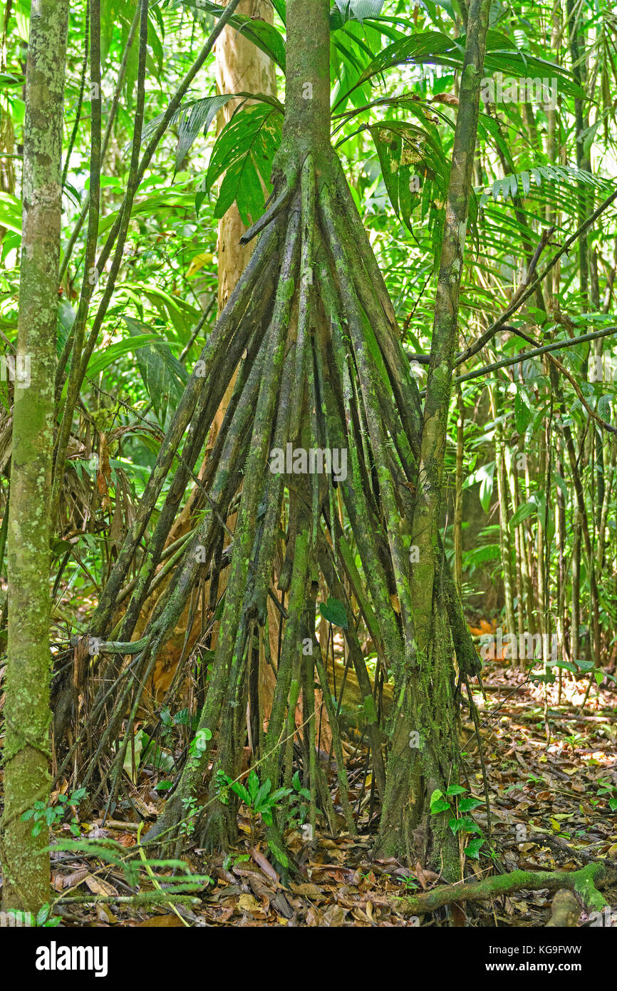 Spaziergang palm Stelze root Details in La Selva biologische Station in Costa Rica Stockfoto