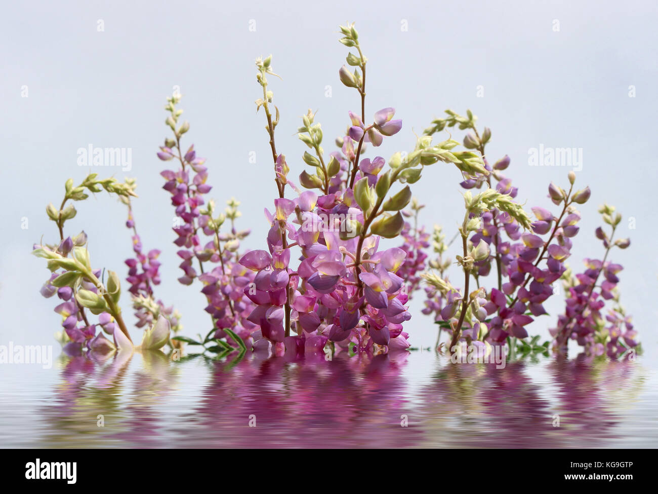 Feder Lupin Blumen hinter dem Wasser mit Reflektion Stockfoto