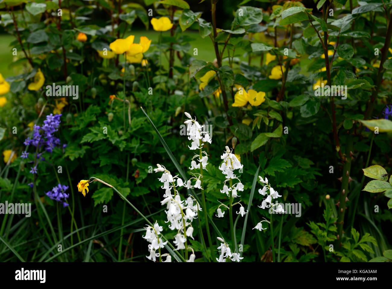 Weiß bluebell, Hyacinthoides non-scripta, Blumen, Blüte, Frühling, meconopsis cambrica, Gelb, welsh Poppy, Mohn, RM Floral Stockfoto