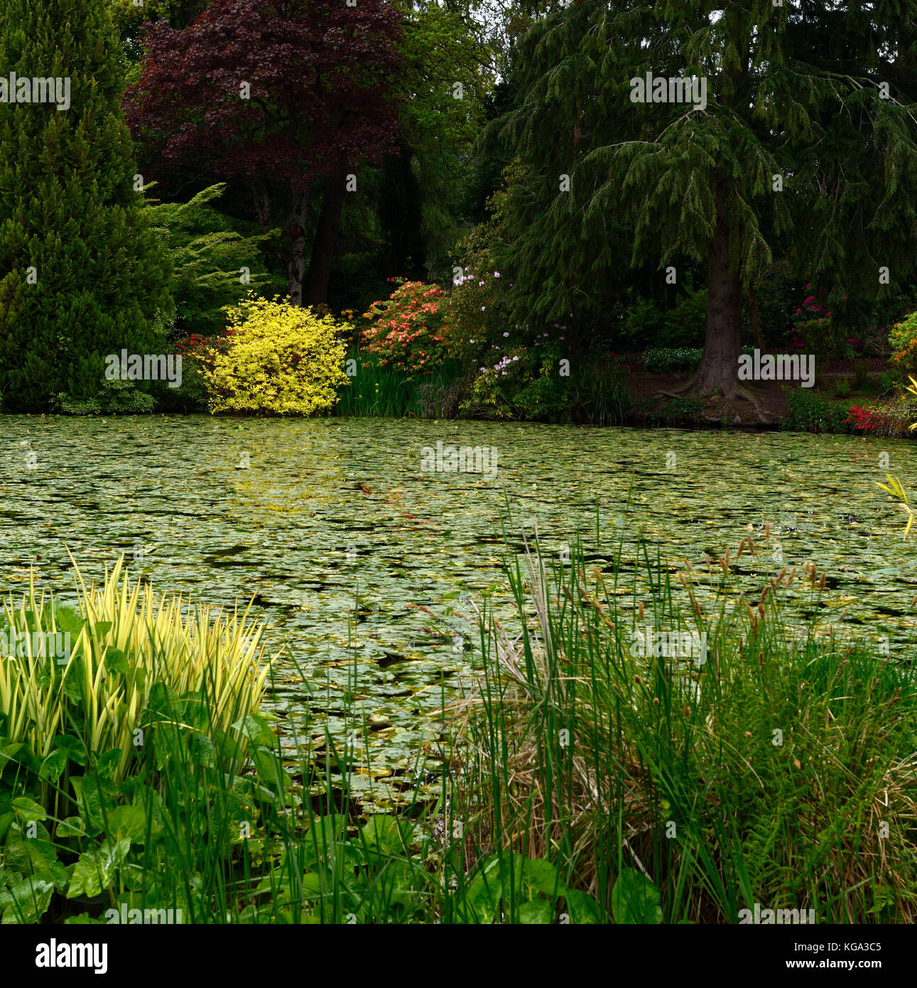 Altamont Gardens, Corona im Norden, See, Teich, Wasser, Carlow, Garten, Garden Trail, Carlow Garden Trail, RM Floral Stockfoto