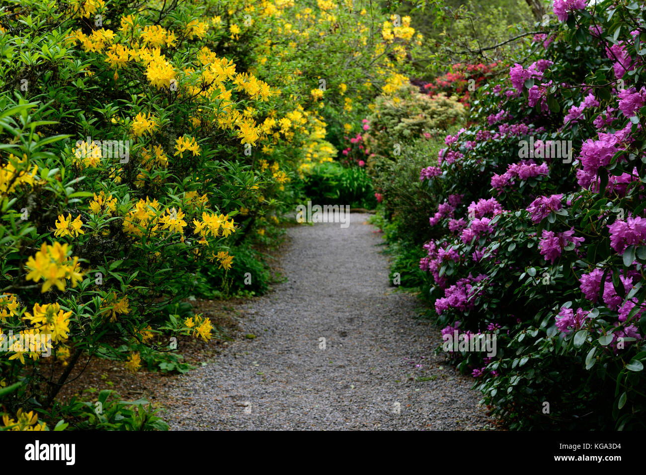 Rhododendron luteum, Gelb, azalea Pontica, Rhododendron, Sträucher
