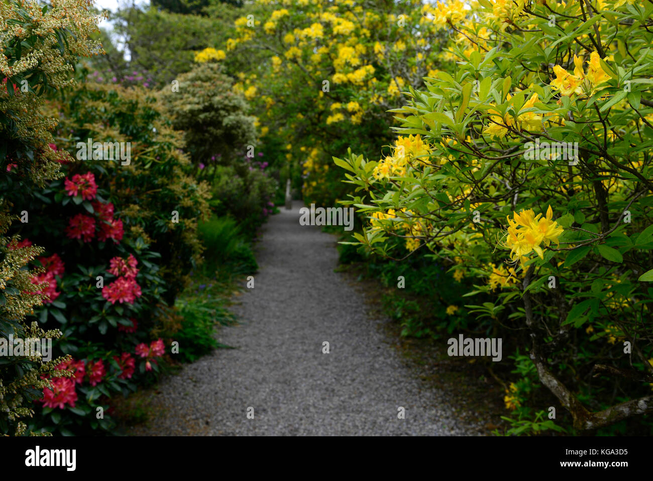 Rhododendron luteum, Gelb, azalea Pontica, Rhododendron, Sträucher, gelbe Blumen, Blüte, ericaceen, Baum, Strauch, rm floral Stockfoto