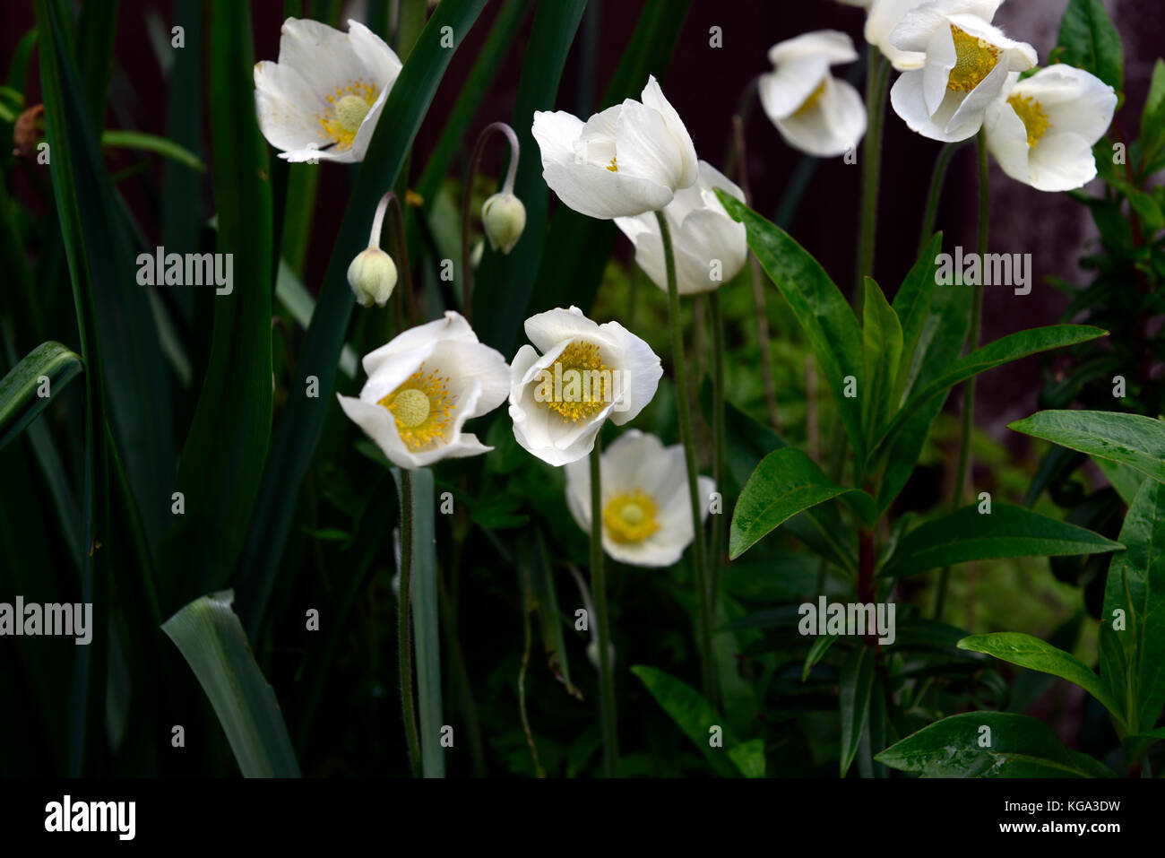 Anemone sylvestris, Schneeglöckchen, Anemonen, Blumen, Blüten, weiß, Blüte, Frühling, Raum Füller, mehrjährig, RM Floral Stockfoto