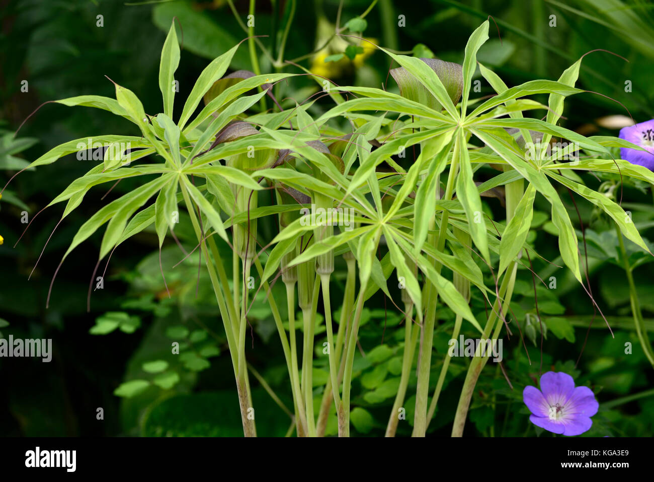 Arisaema consanguineum, Araceae, Cobra Lily, Jack auf der Kanzel, Spatha, Blume, Blüte, ungewöhnlich, Laub, Blätter, exotisch, mehrjährig, RM Floral Stockfoto