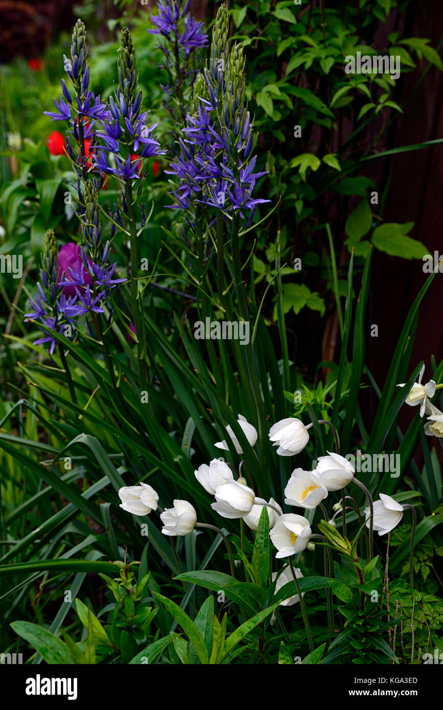 Camassia leichtlinii caerulea, Anemone sylvestris, Pasque flower, Weiß, Blau, Frühling, Blume, Blüte, Kombination, RM Floral Stockfoto