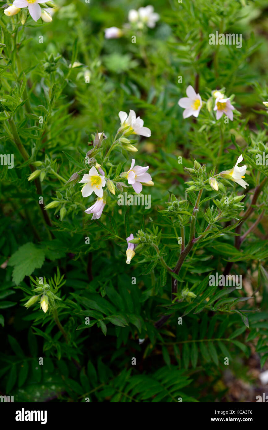 Polemonium carneum Aprikose Freude, Royal Jacob's-ladder, Blume, Blumen, Blüte, RM Floral Stockfoto