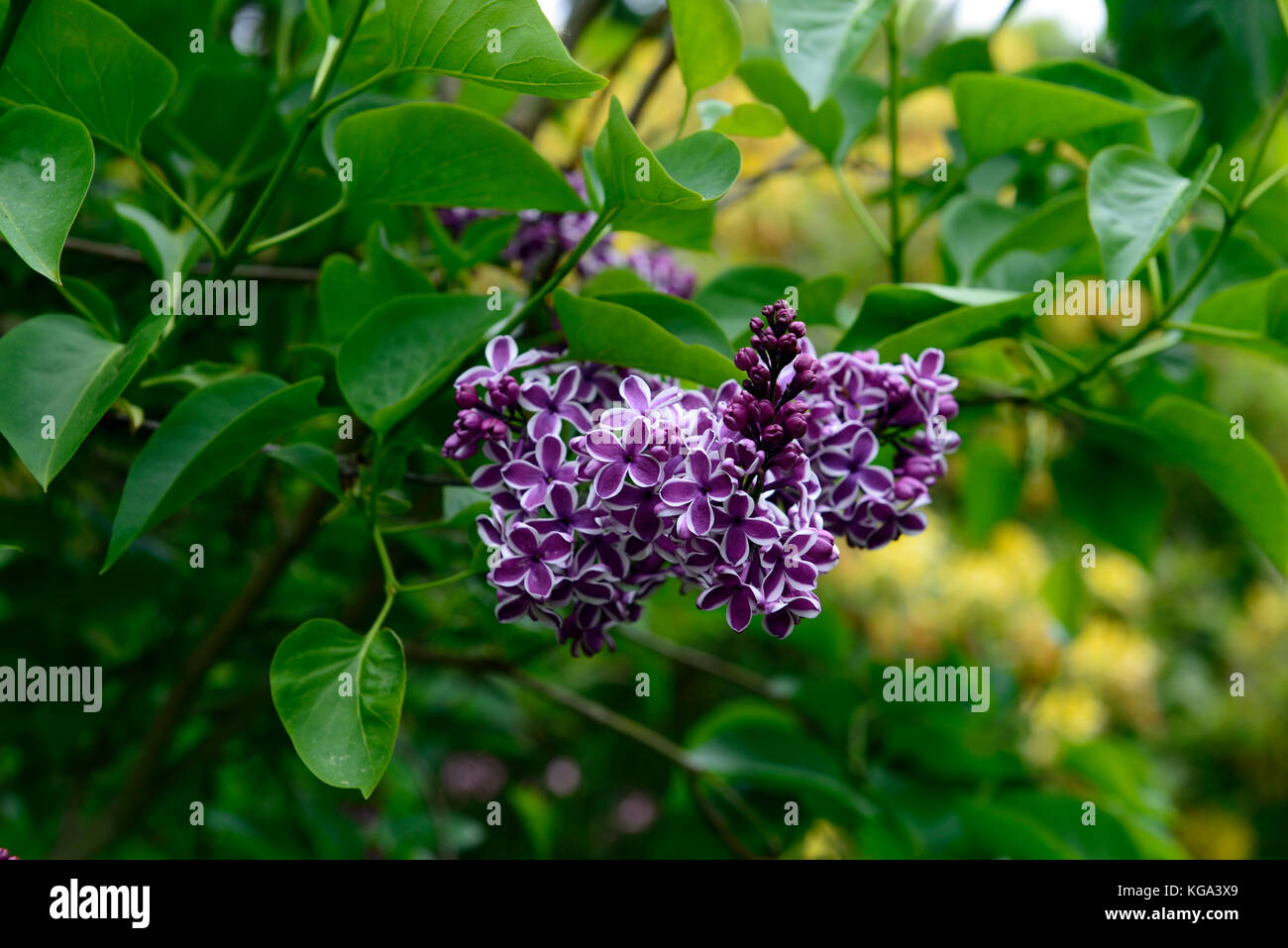 Syringa vulgaris Sensation, Flieder, Strauch, Magenta, Weiß, bicolor, Bicolour, duftende Blüten, duftend, Flieder, Blumen, Blüte, Frühling, RM Floral Stockfoto