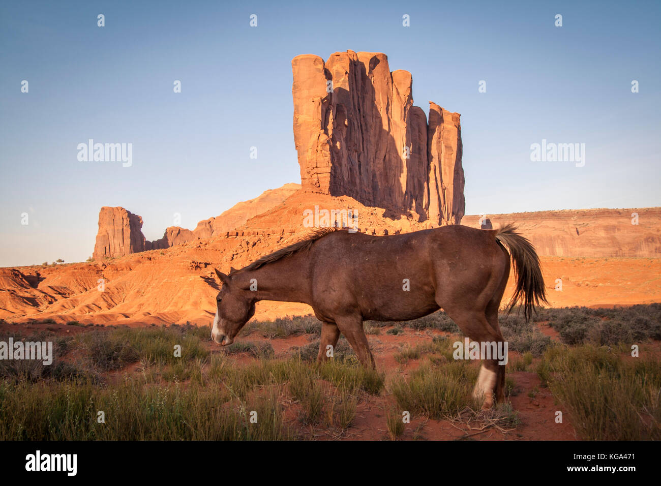 Die jungen wilden Pferd im Monument Valley, Utah. Stockfoto