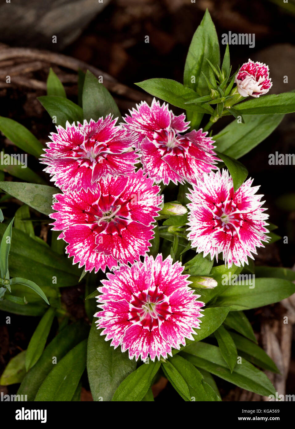 Cluster der leuchtend rote und weiße Blüten mit Rüschen eingefasst Blütenblätter von Dianthus barbatus auf dem Hintergrund der grüne Blätter Stockfoto