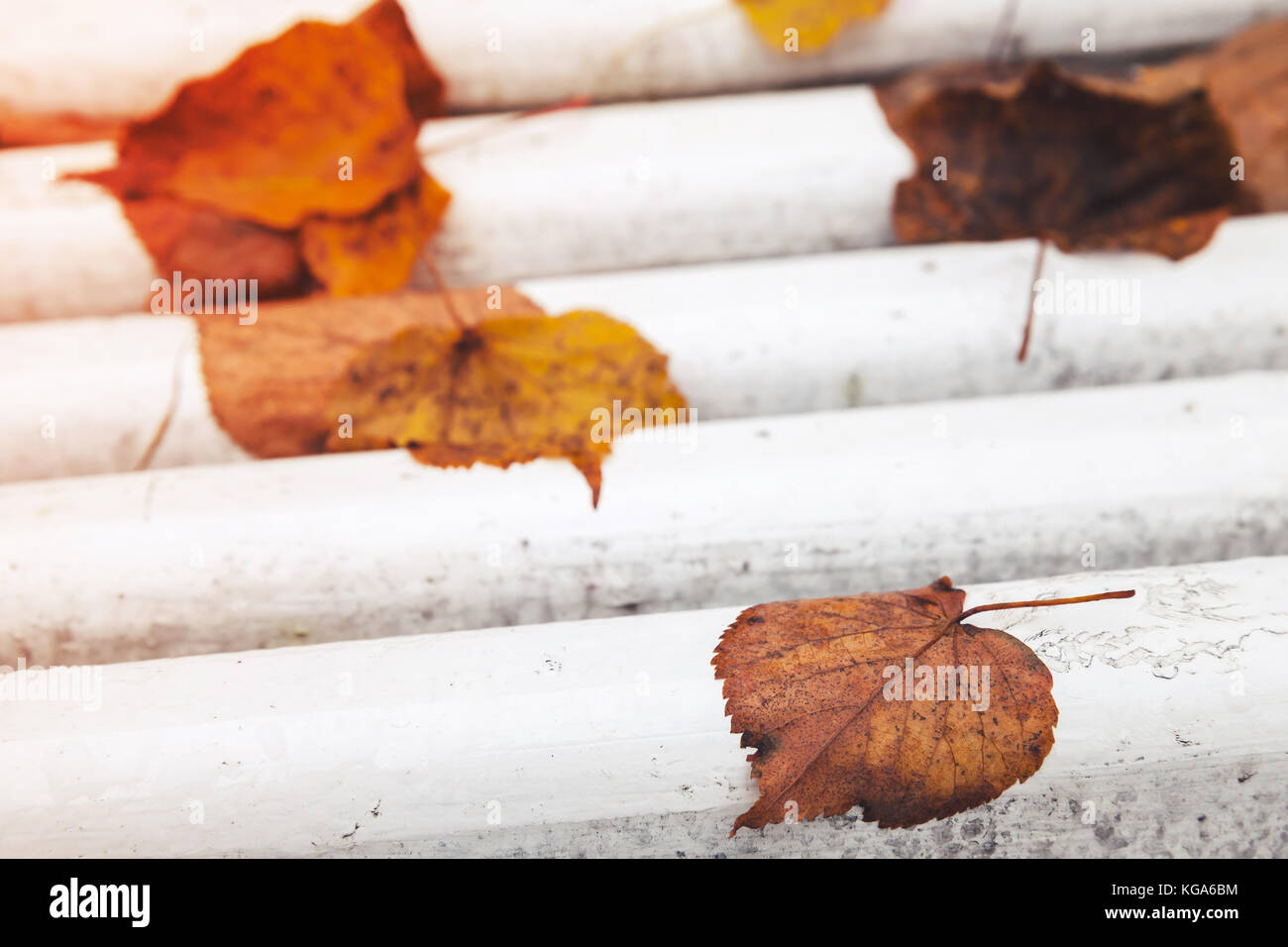 Helle gefallenen Blätter im Herbst auf weißem Holz Parkbank legen, Hintergrund Foto Stockfoto