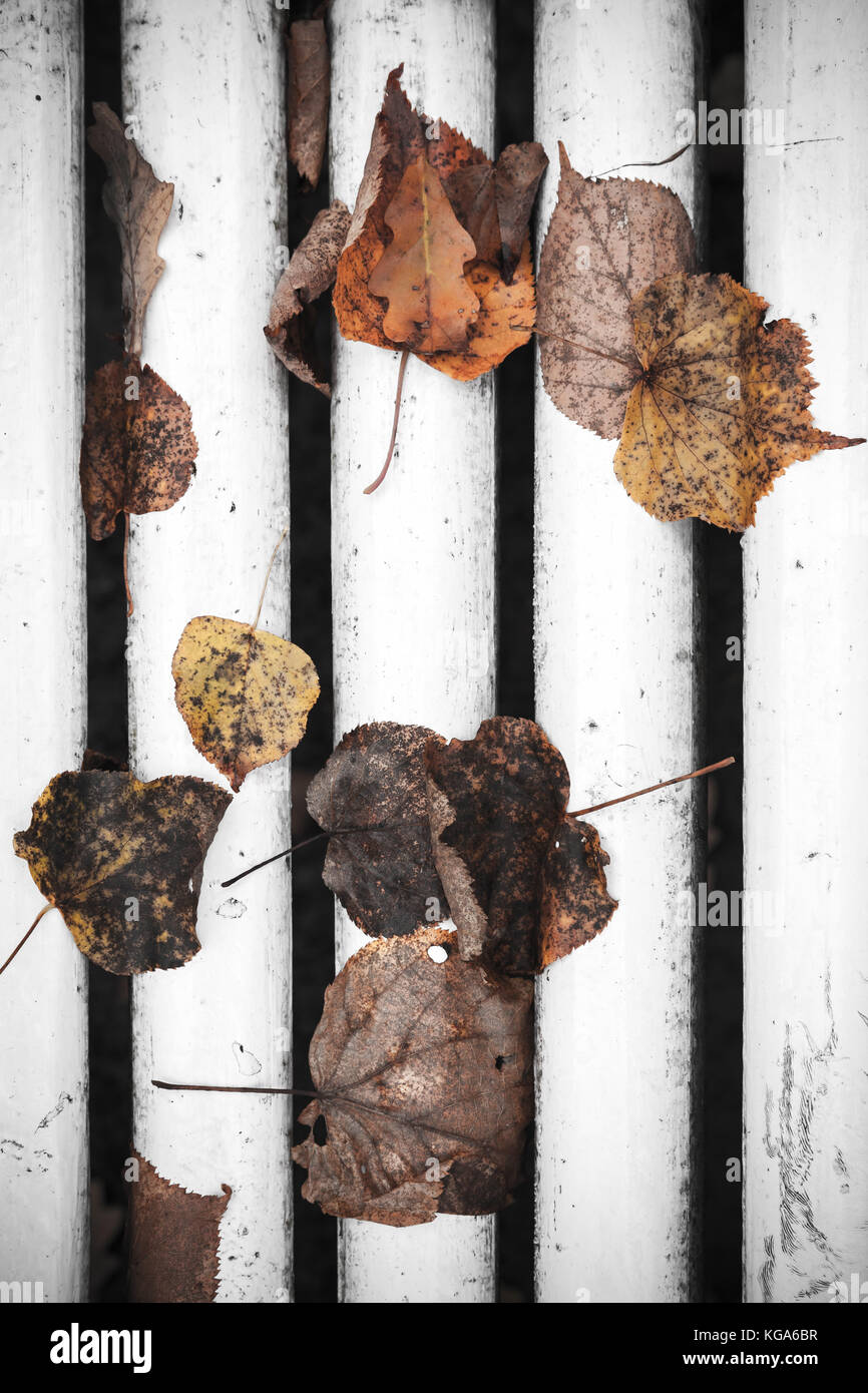 Gefallenen Blätter im Herbst auf weißem Holz Parkbank legen, vertikale Hintergrund Foto Stockfoto