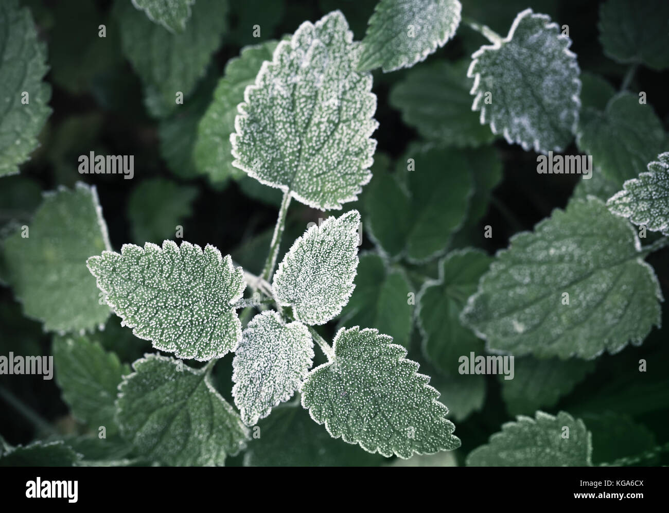 Frische Frost auf Dunkelgrün nessel Blätter, natürliche Makro Foto Hintergrund Stockfoto