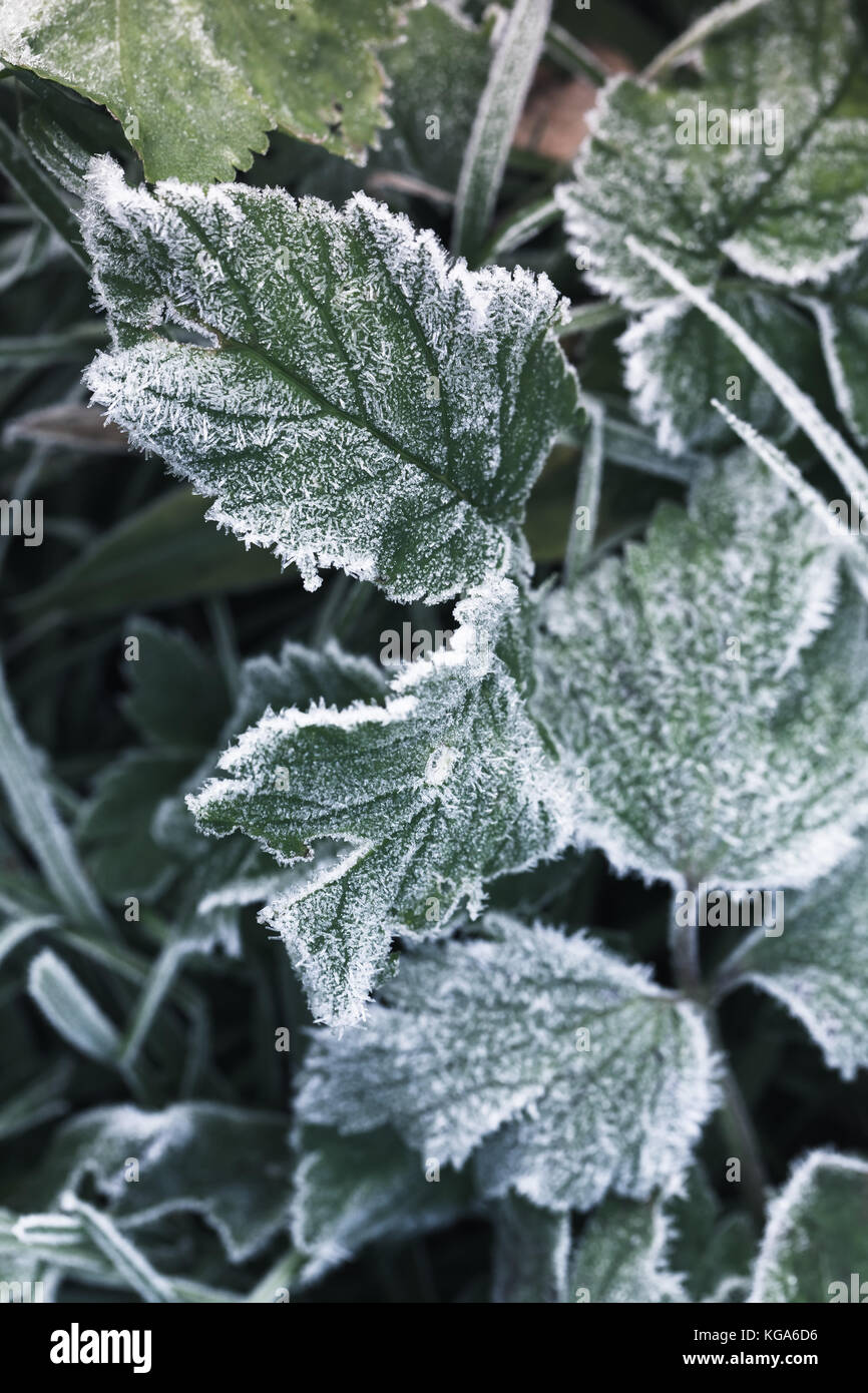 Frische Frost auf Dunkel grünes Gras, vertikaler Natur Makro Foto Stockfoto