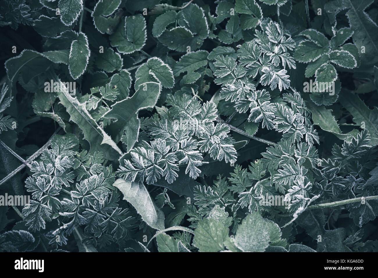 Frische Frost auf Dunkel grünes Gras, Natur Makro Foto Hintergrund Stockfoto