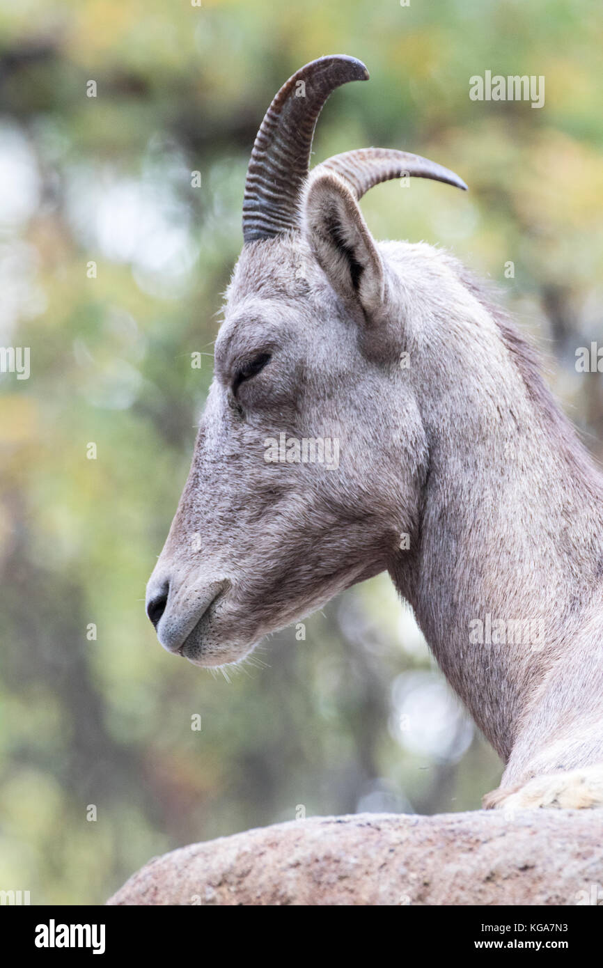 Desert Bighorn Schafe - Ovis canadensis nelsoni Captive Stockfoto