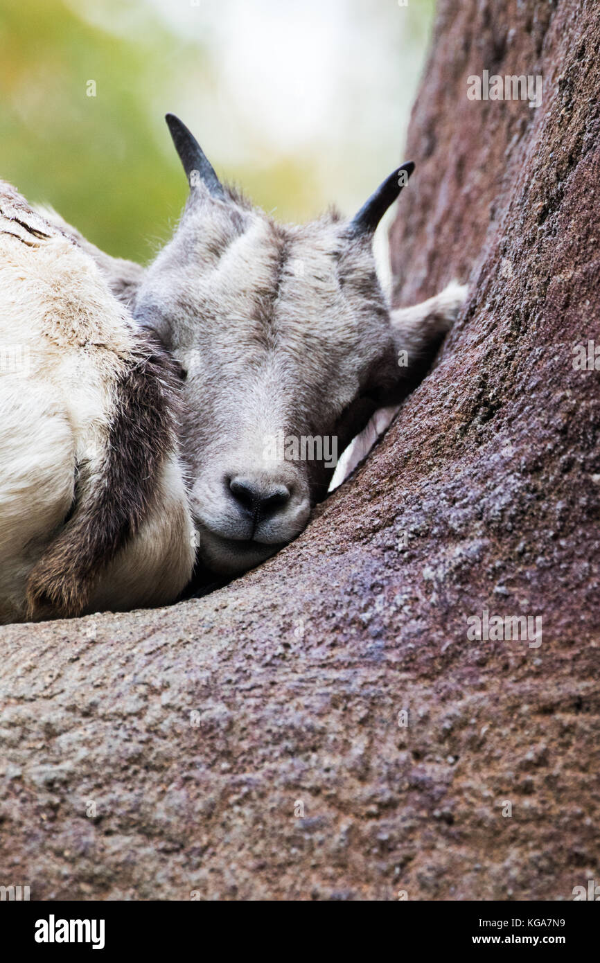 Desert Bighorn Schafe - Ovis canadensis nelsoni Captive Stockfoto