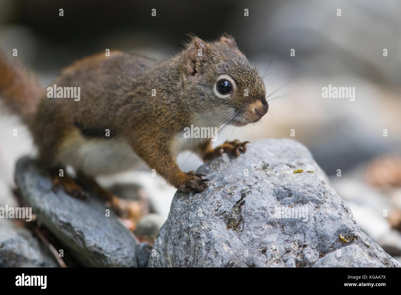 Eichhörnchen, Alaska Stockfoto