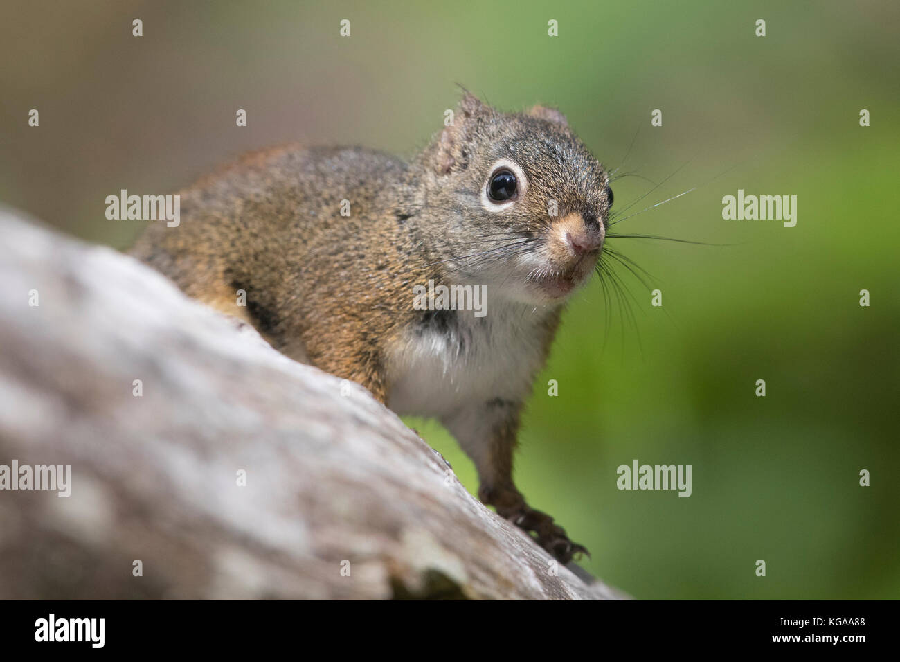 Eichhörnchen, Alaska Stockfoto