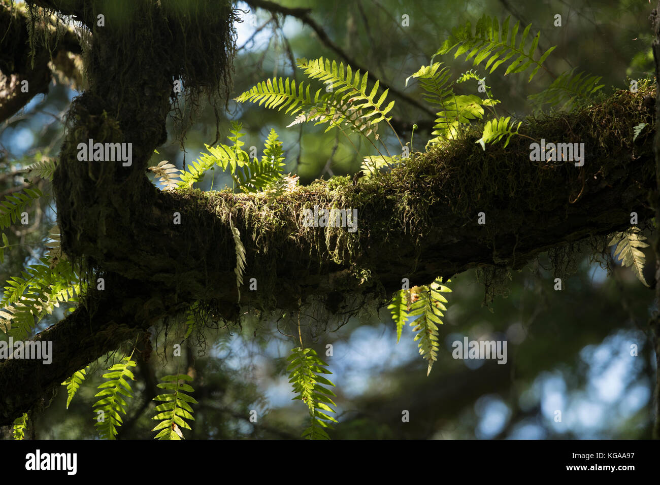 Alte Wachstum Wald, Farn wächst am Baum, Alaska Stockfoto