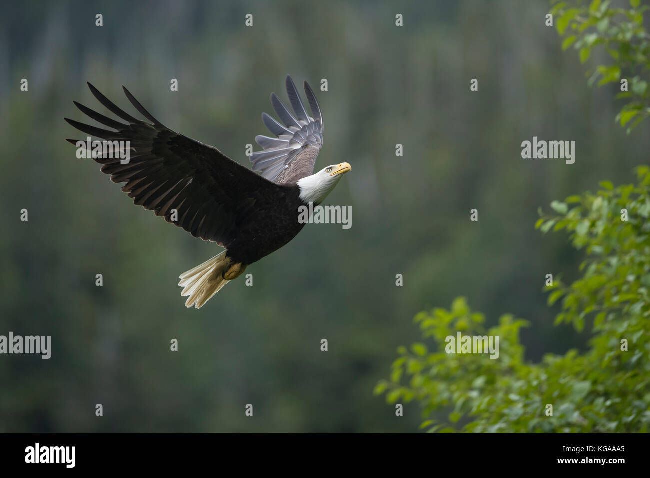 Adler fliegen zu nahe gelegenen Baum, Alaska Stockfoto