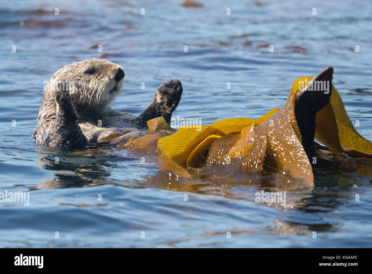 Sea Otter in Seetang rollt, Alaska Stockfoto
