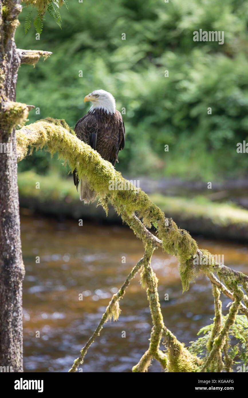 Weißkopfseeadler beobachten Salmon Run von Baum in der Nähe, Alaska Stockfoto