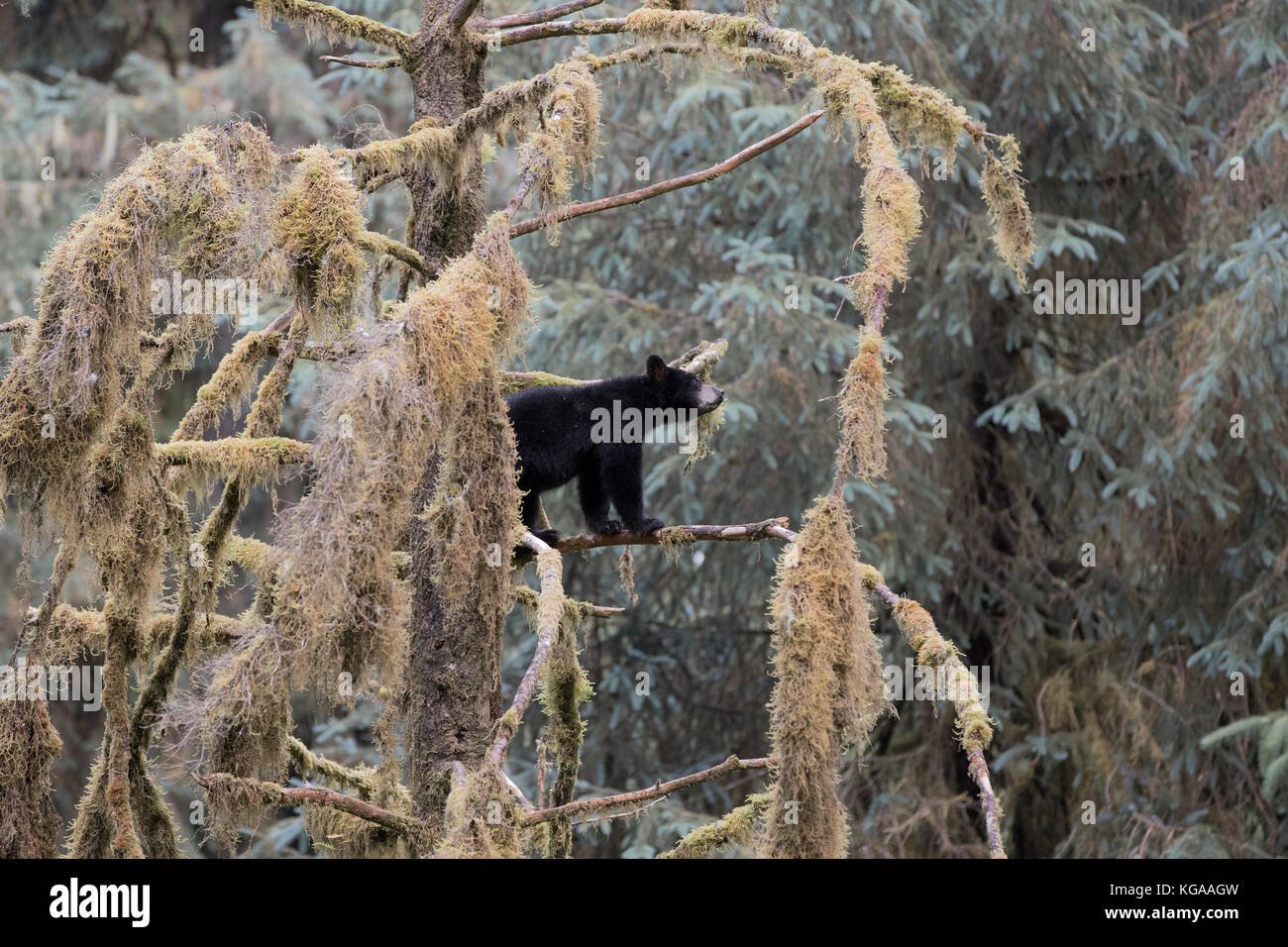 Black Bear Cub bis Baum Stockfoto
