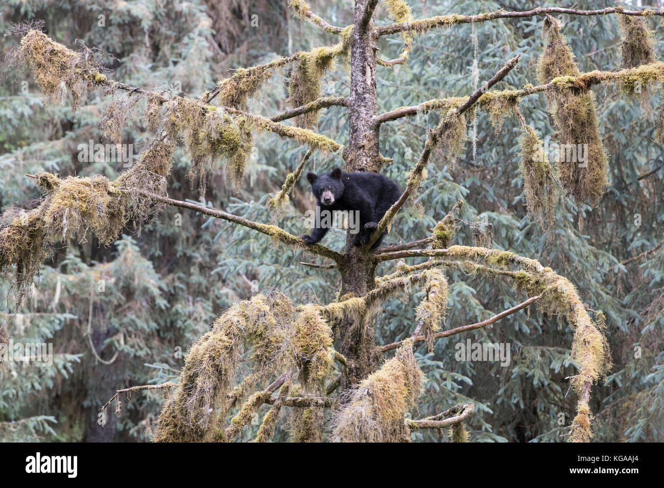 Black Bear Cub bis Baum Stockfoto