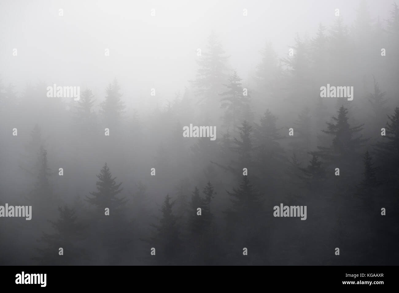 Misty Rainforest Stockfoto