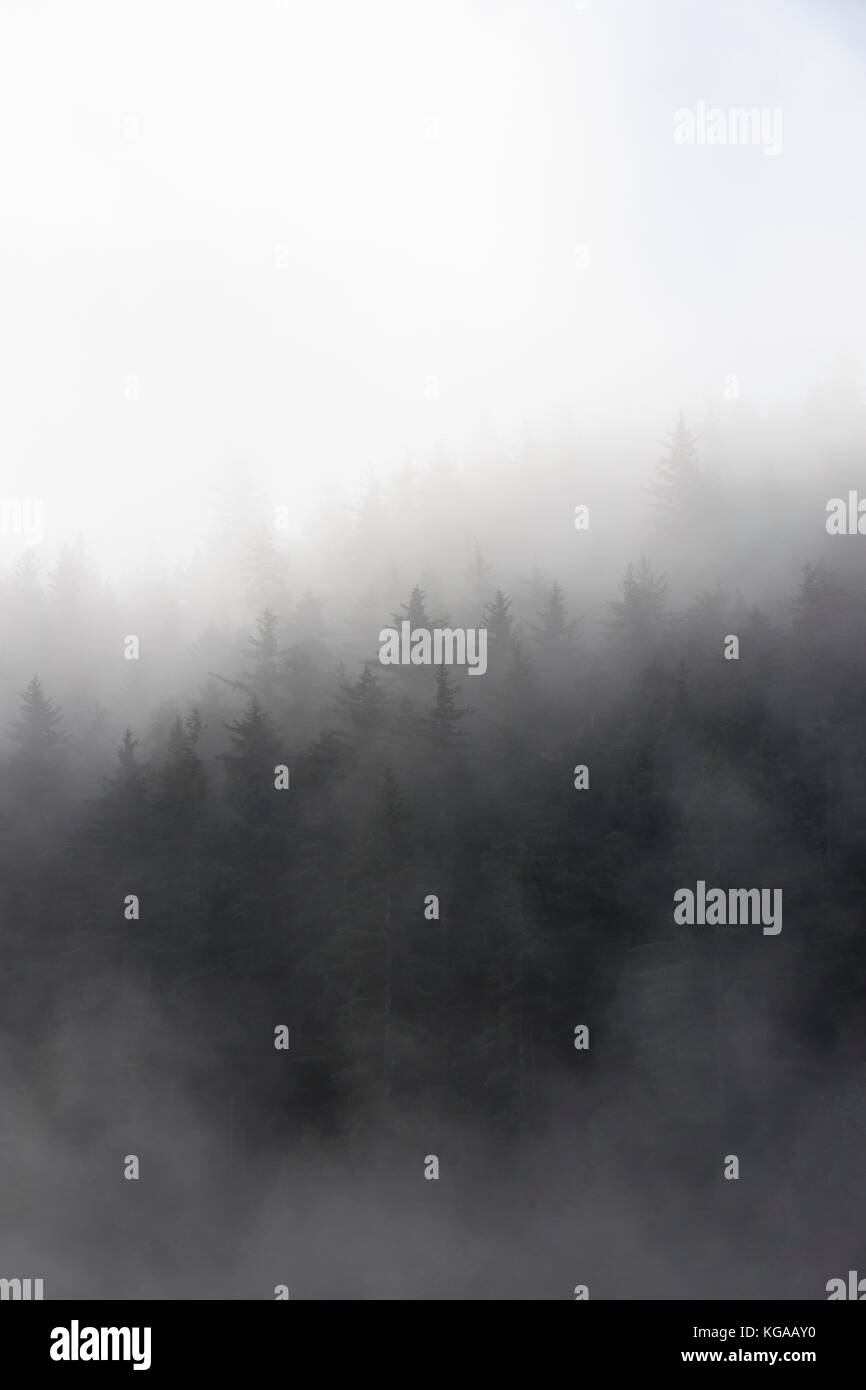 Misty Rainforest Stockfoto