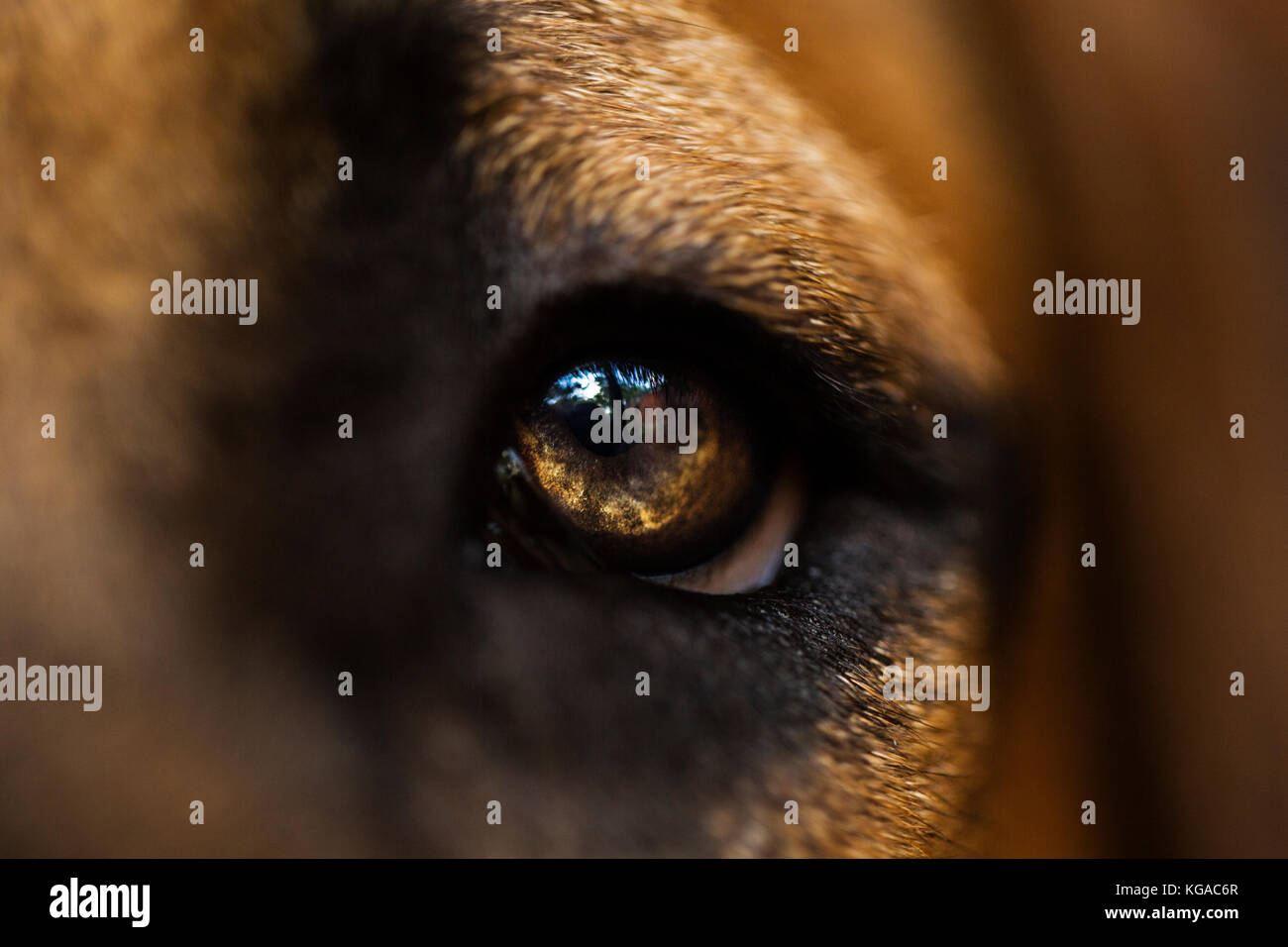 Makro Foto eines boerboel Welpen Auge. Stockfoto