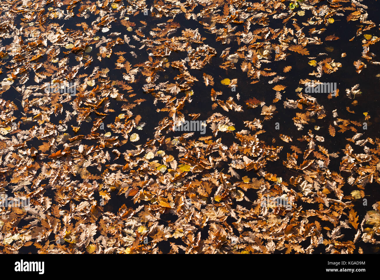 Gefallenen Blätter im Herbst auf dem Wasser schwimmend Stockfoto