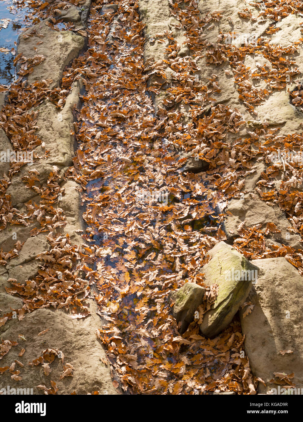 Gefallenen Blätter im Herbst auf dem Wasser schwimmend Stockfoto