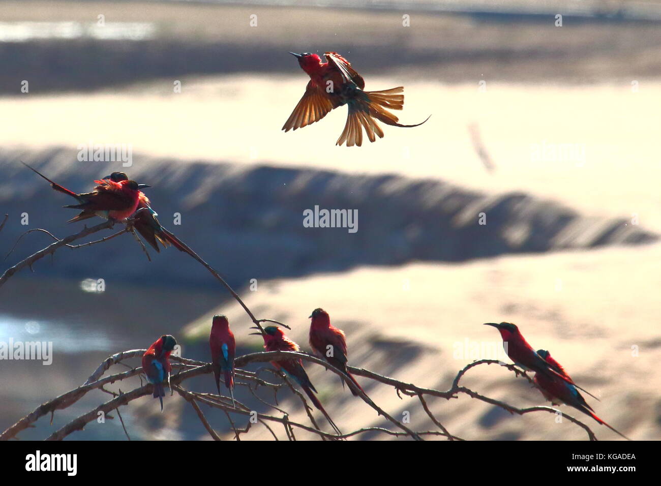 Südliche Carmine Bienenfresser Merops nubicoides über den Luangwa River, South Luangwa National Park, Sambia, Südafrika Stockfoto