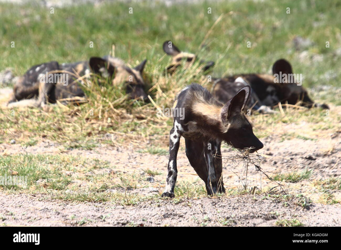 Wilde Hunde Lycoan pictus, in South Luangwa National Park, Sambia Stockfoto