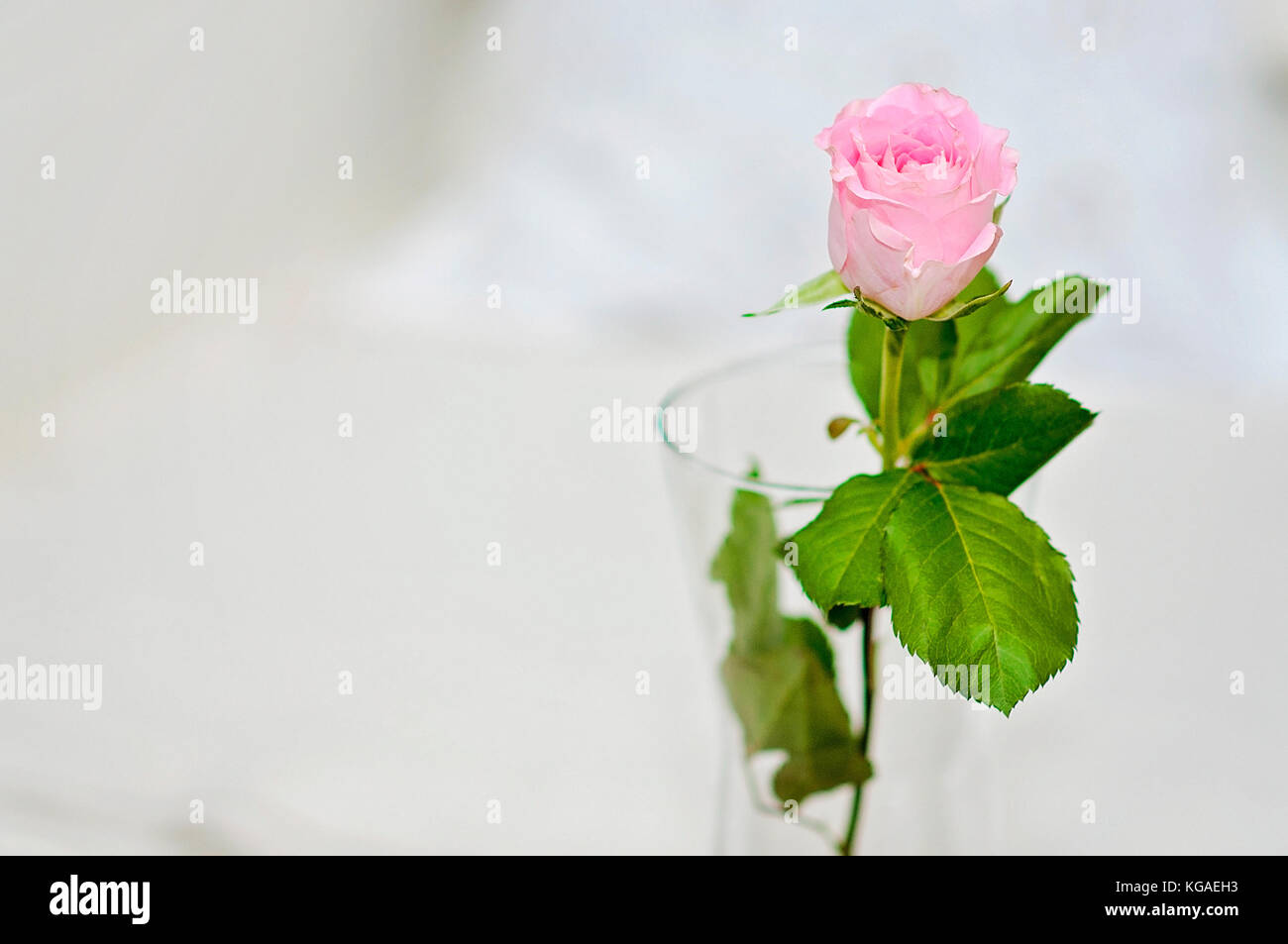 Rosa einzelne Rose in einer Vase auf dem Tisch Stockfoto