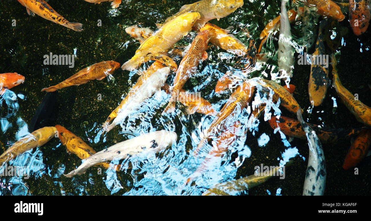 Gruppe von farbigen Koi Fische schwimmen im Teich Stockfoto