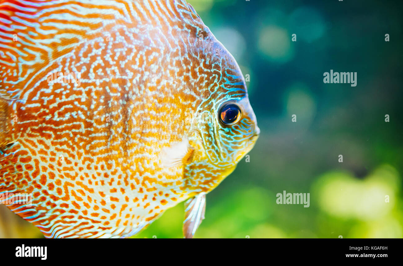 Bild wunderschöner, exotischer Fische schwimmen unter Wasser Stockfoto