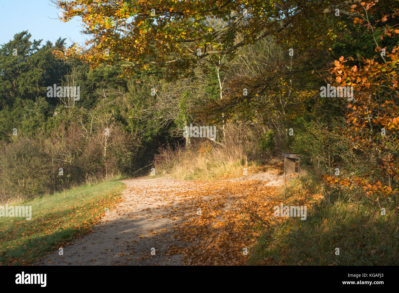 Herbst Farben bei Box Hill in die North Downs Gebiet von außergewöhnlicher natürlicher Schönheit in Surrey, Großbritannien Stockfoto