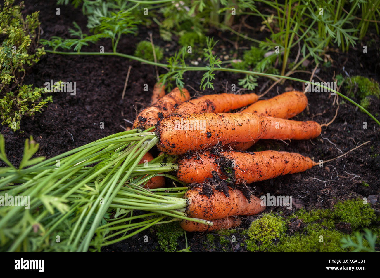 Ein Bündel von Karotten, nur aus dem Grund mit anderen Möhren wachsen hinter und auf der linken Seite Thymian. Stockfoto