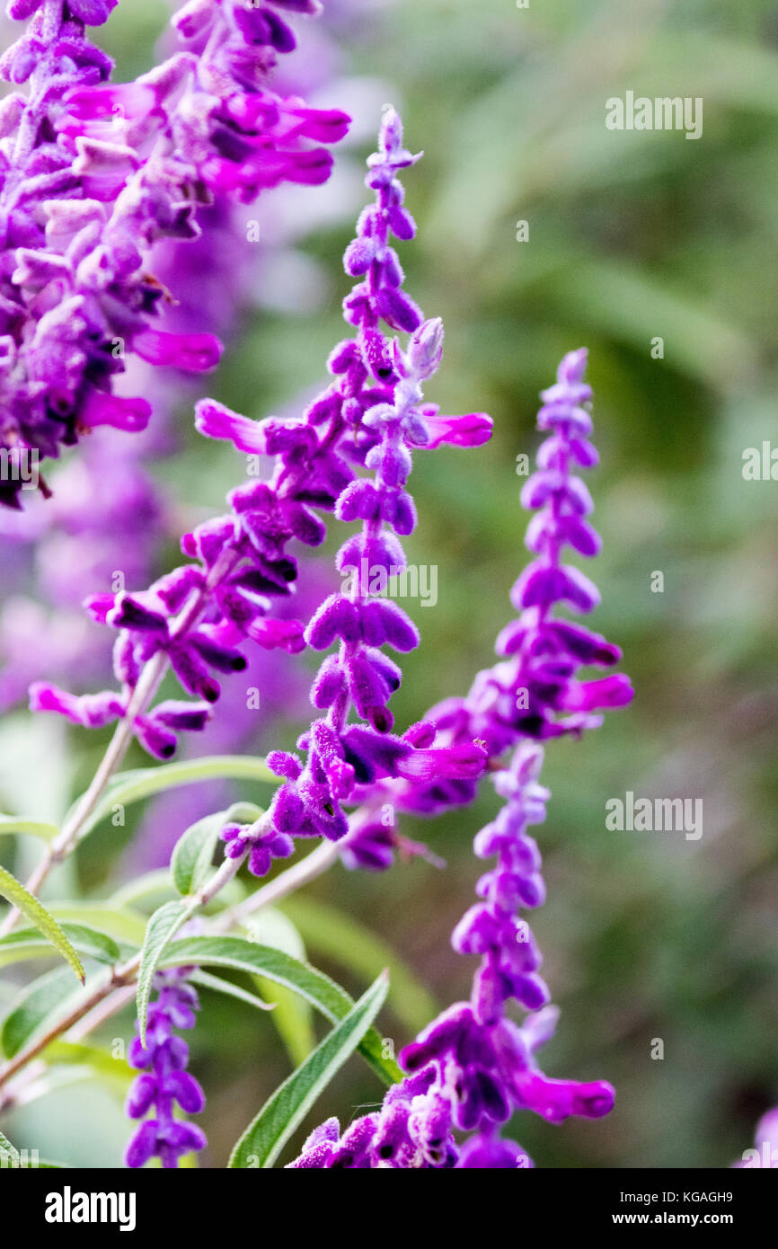 Mexikanische bush Salbei - Salvia leucantha Stockfoto