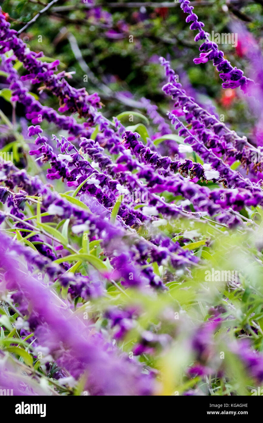 Mexikanische bush Salbei - Salvia leucantha Stockfoto